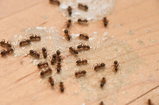 Best Best Pest Control Companies  in Edgewood, TX